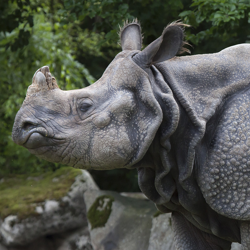  rhinoceros gainda animal image