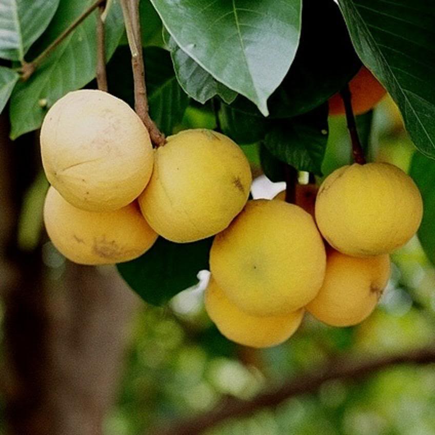 Santol fruit image