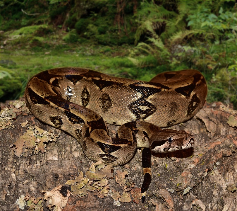 Snake saanp animal photo