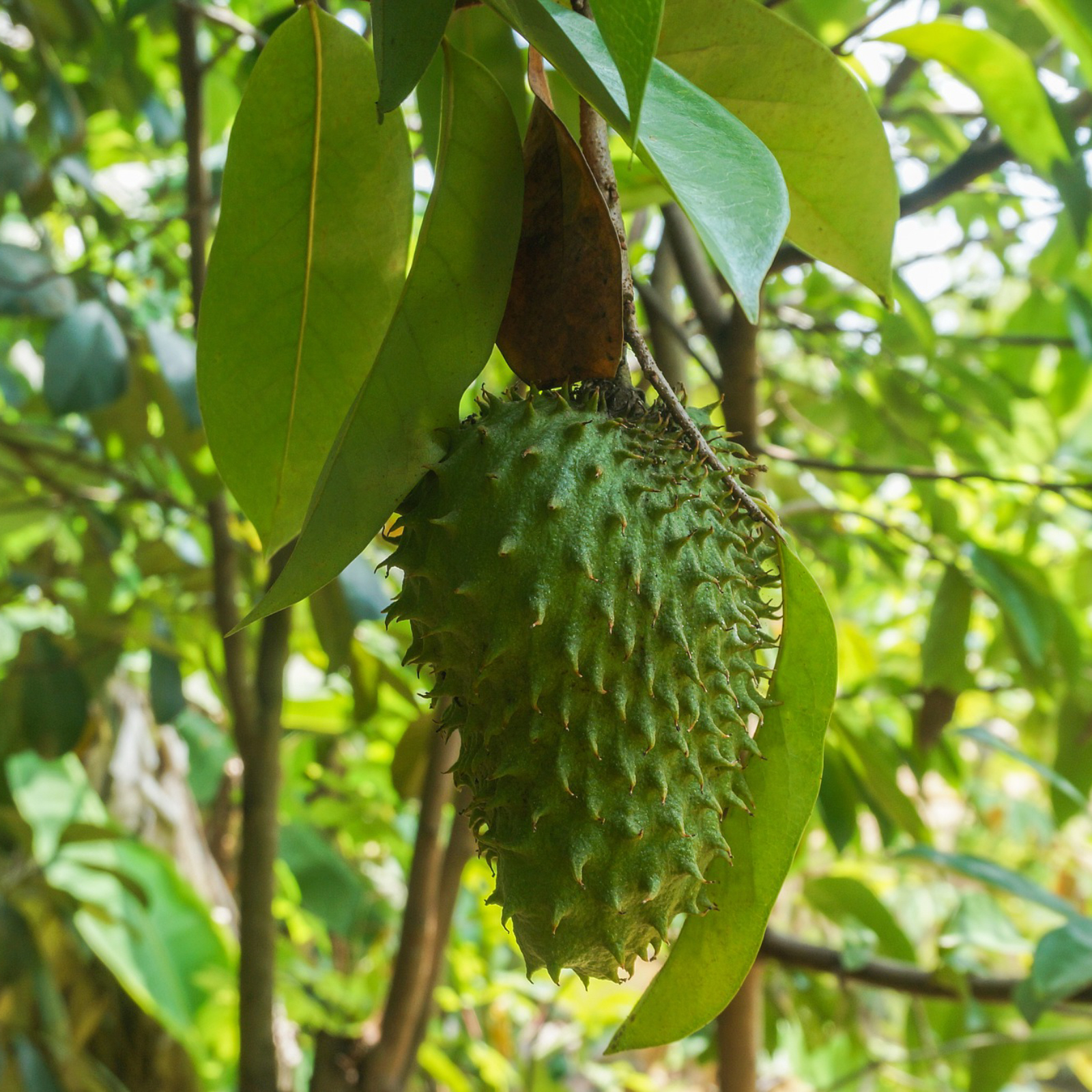 Soursop fruit image