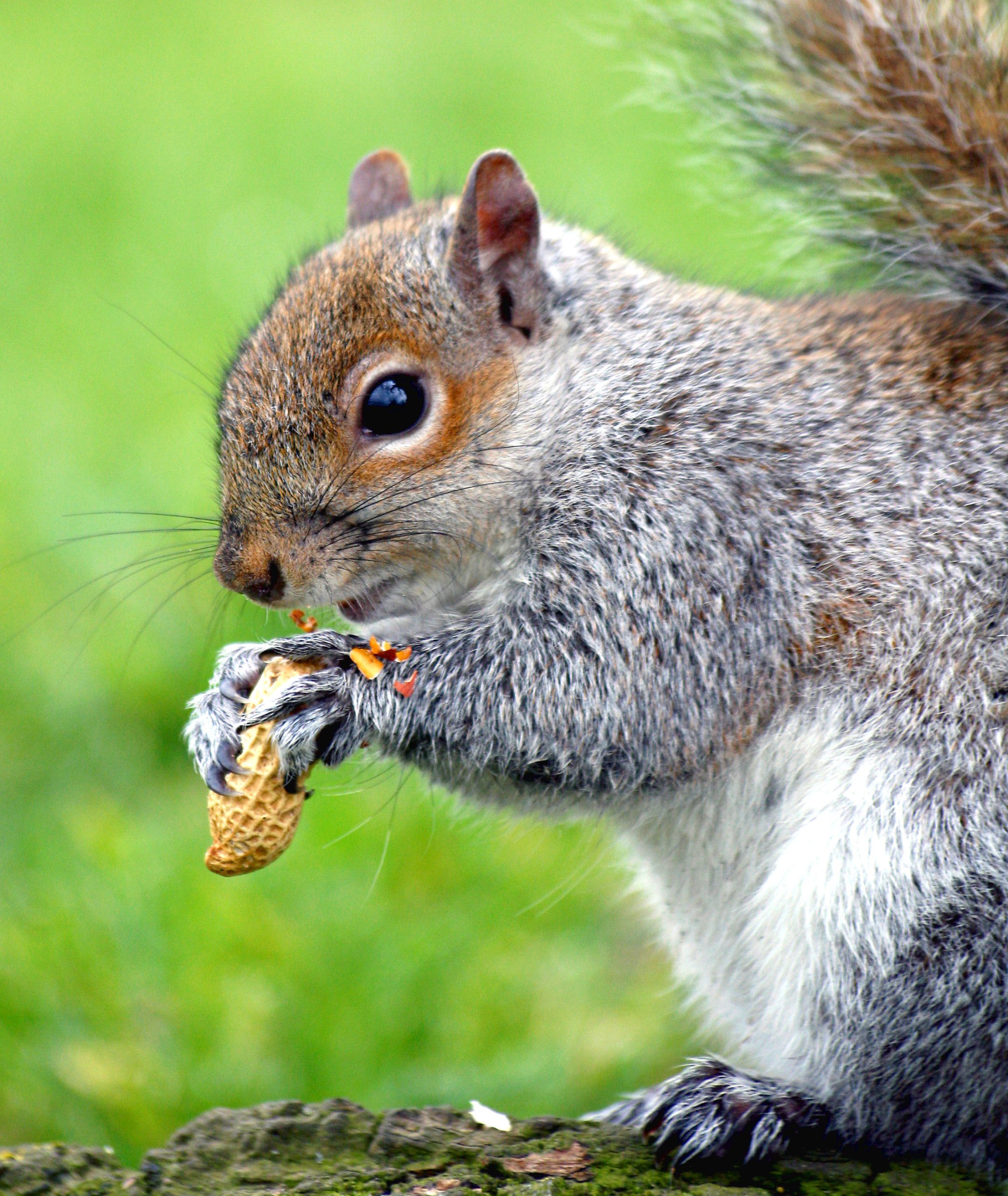 Squirrel gilaharee animal photo