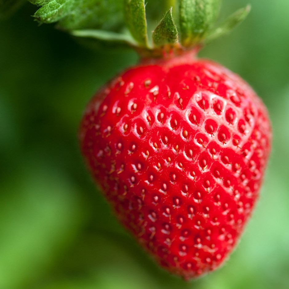 Strawberry fruit photo