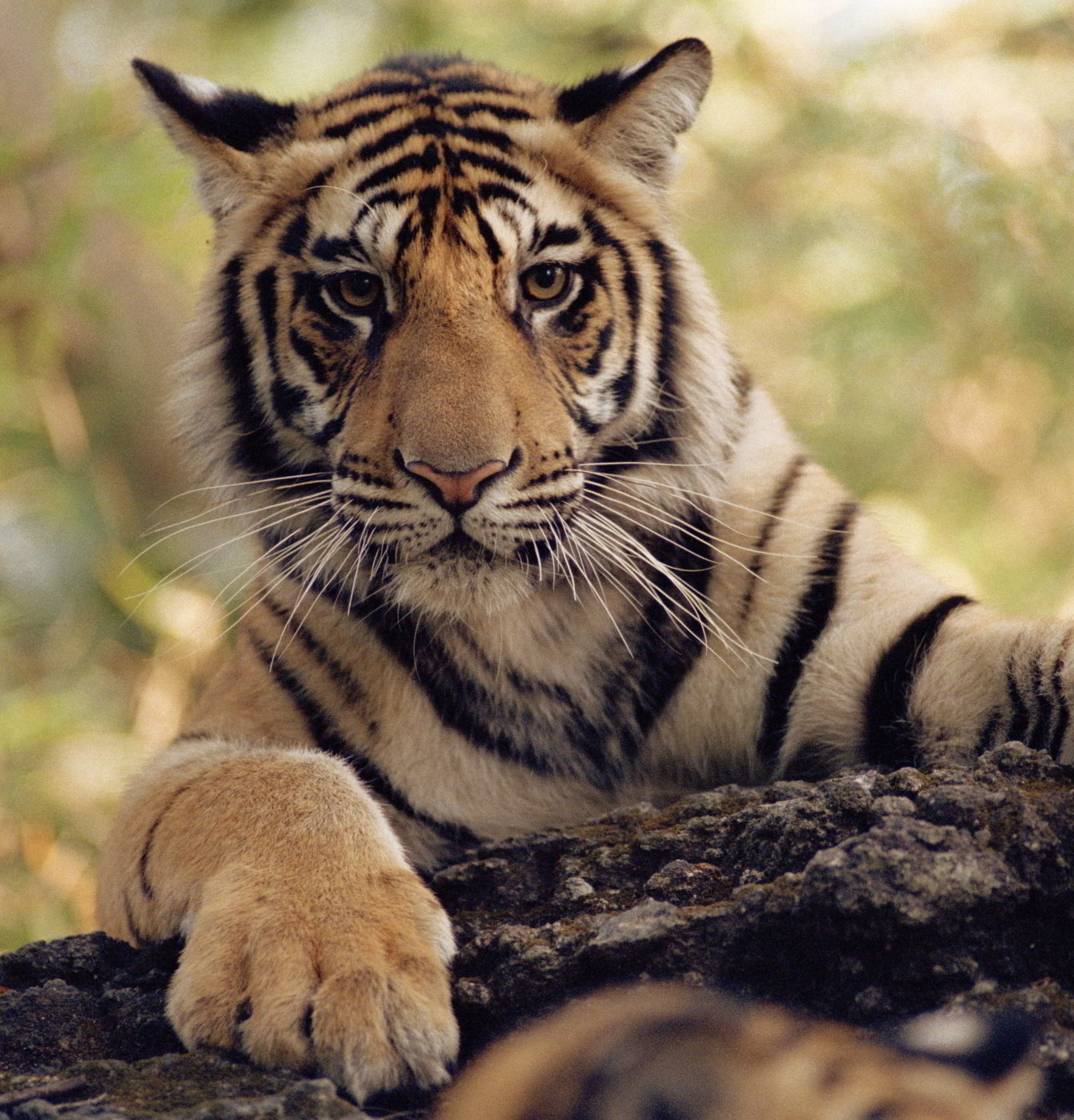 Tiger bagh animal photo