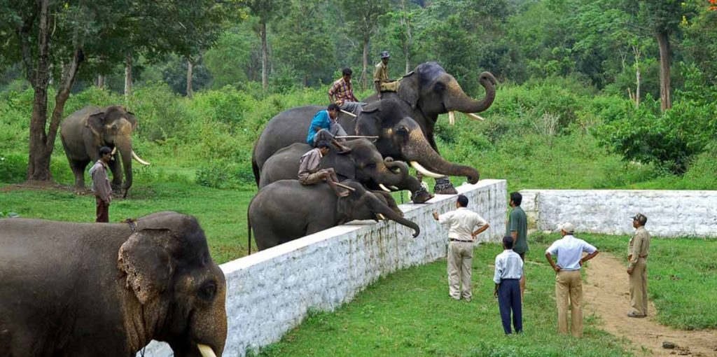 Dubare Elephant Camp