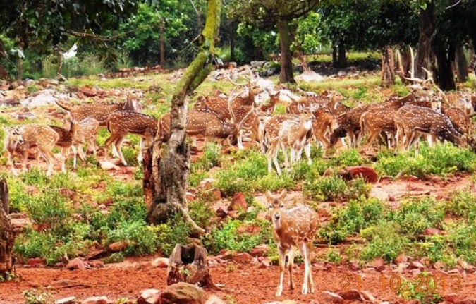 Tirumala Deer Park Reserve