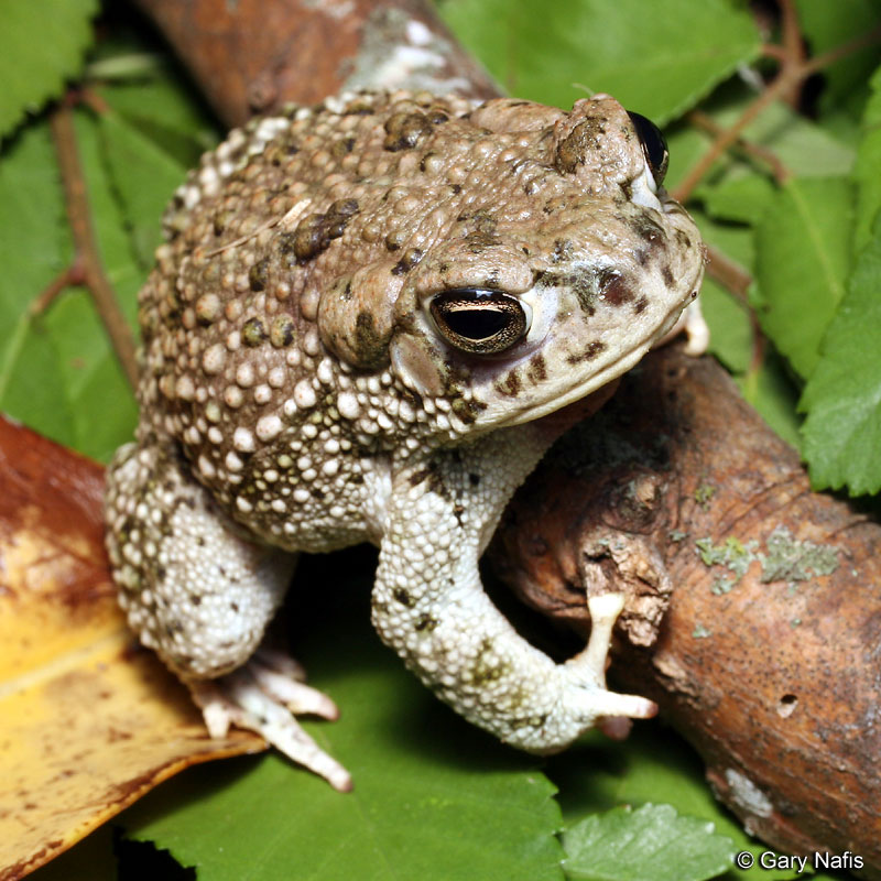 Toad animal image