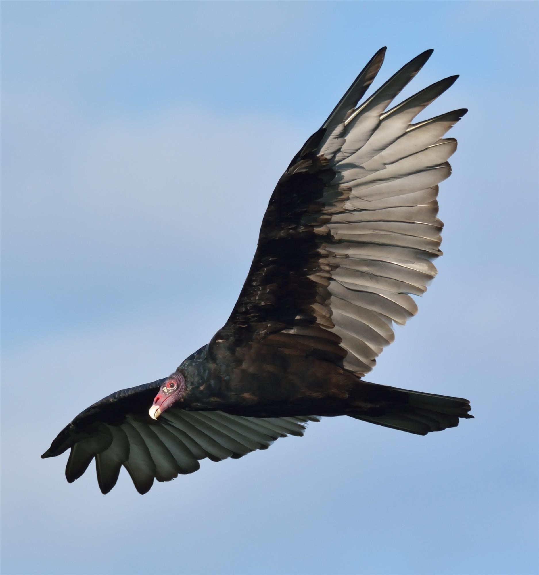 Vulture giddh animal name