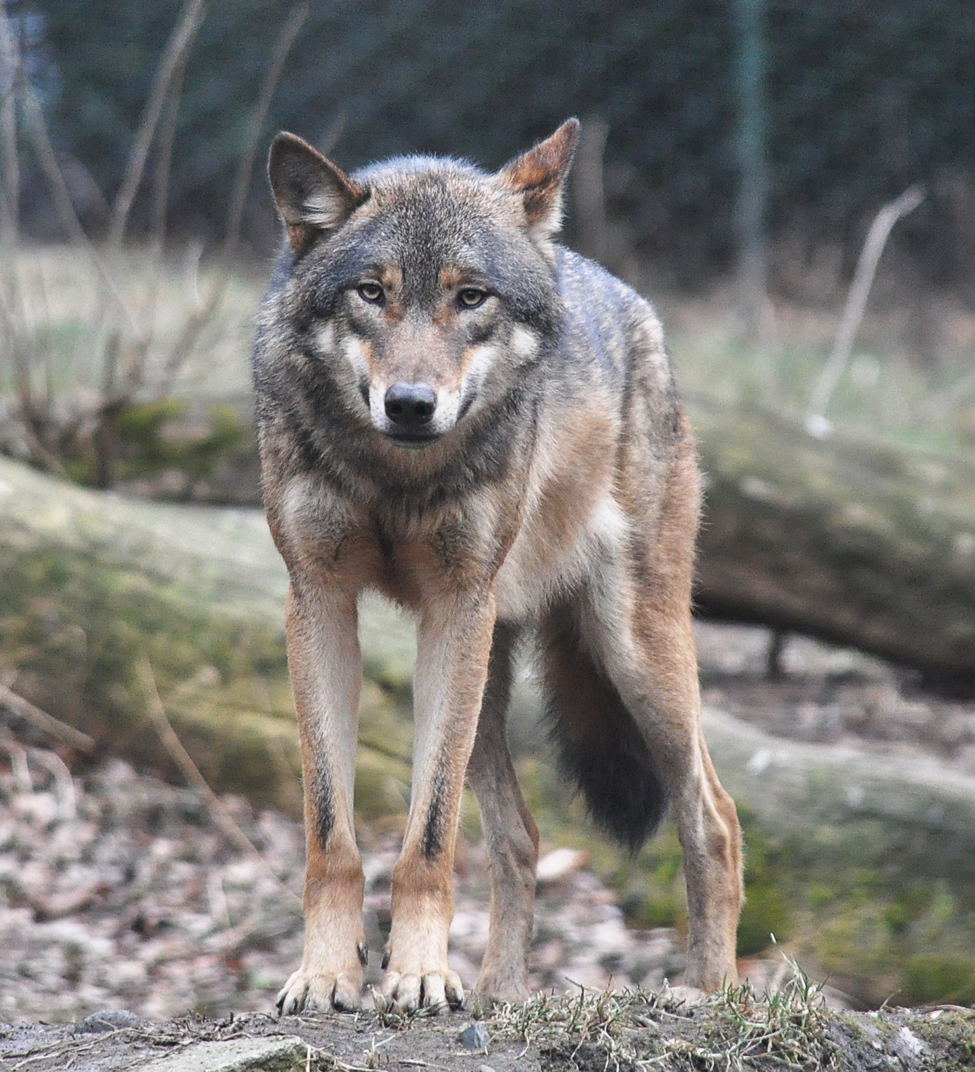 Wolf bhediya animal image