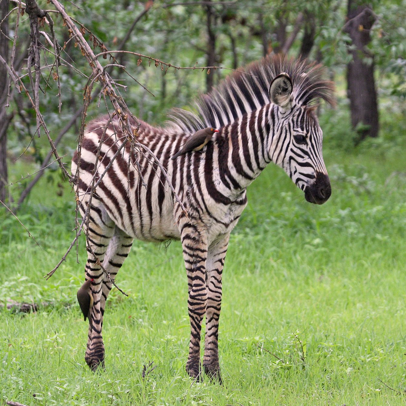 Zebra animal image