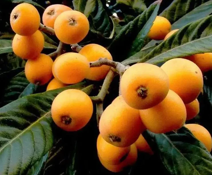 loquat fruit