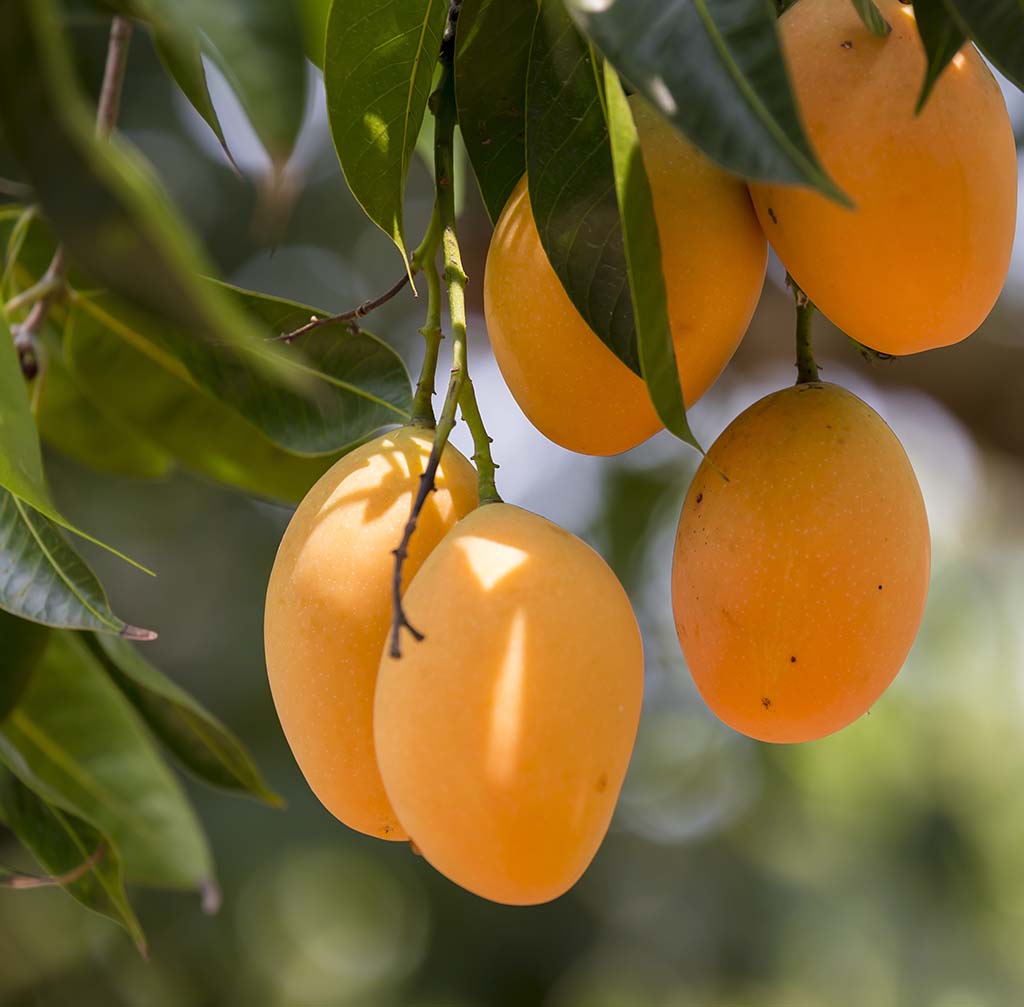 mango fruit image