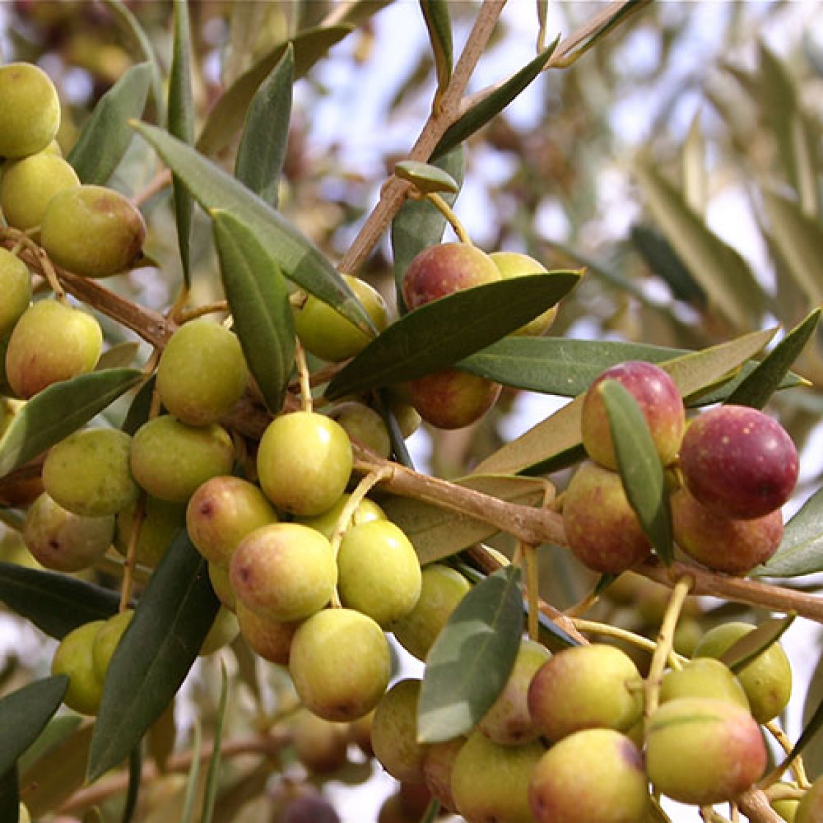 olives fruit image