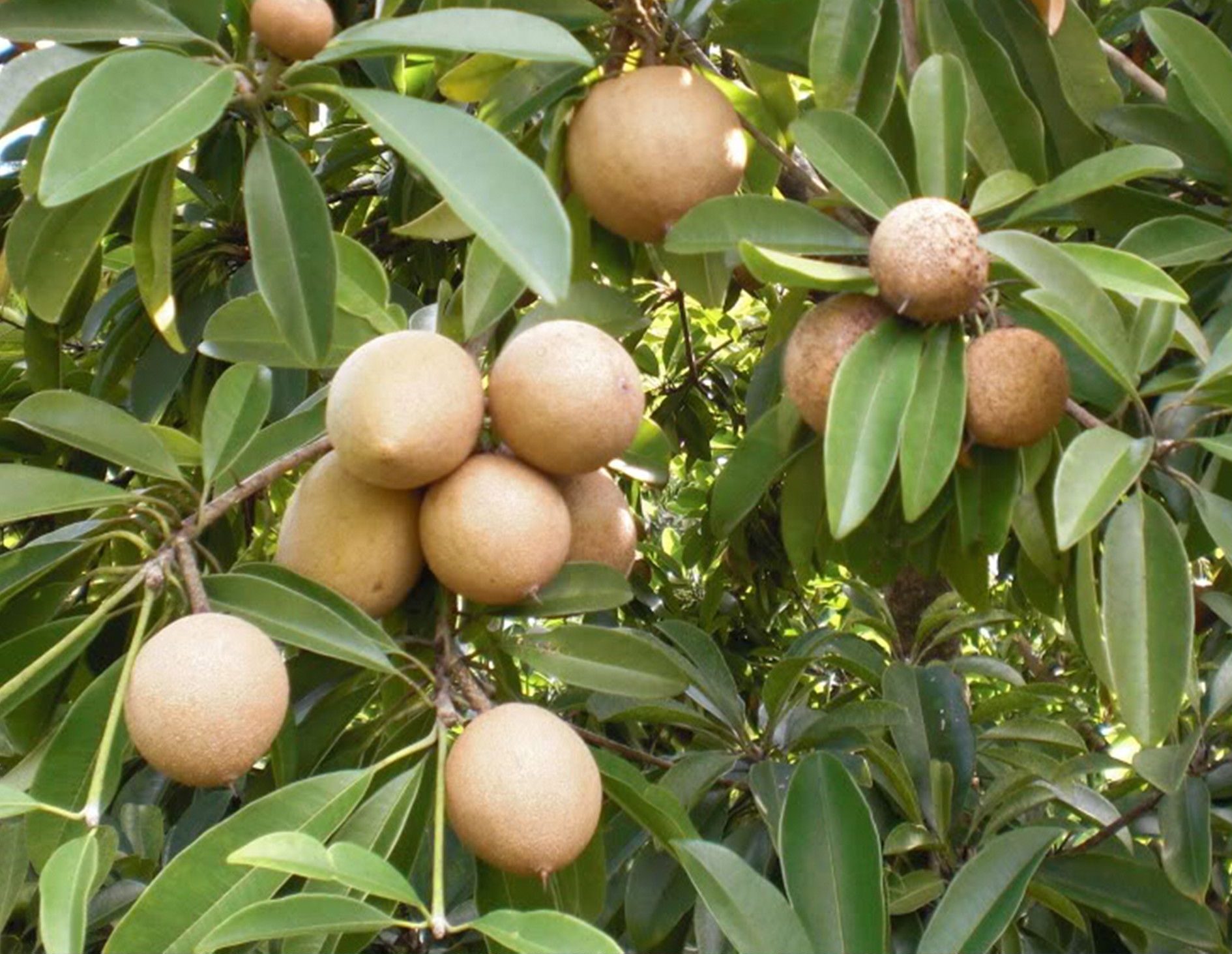 sapota Chiku fruit