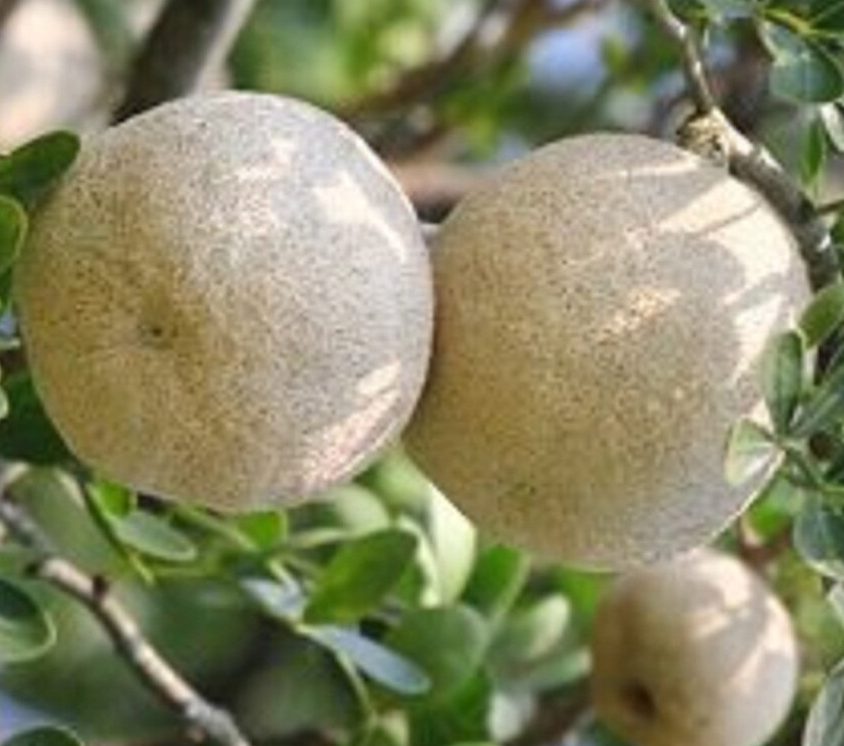 wood apple Kaitha