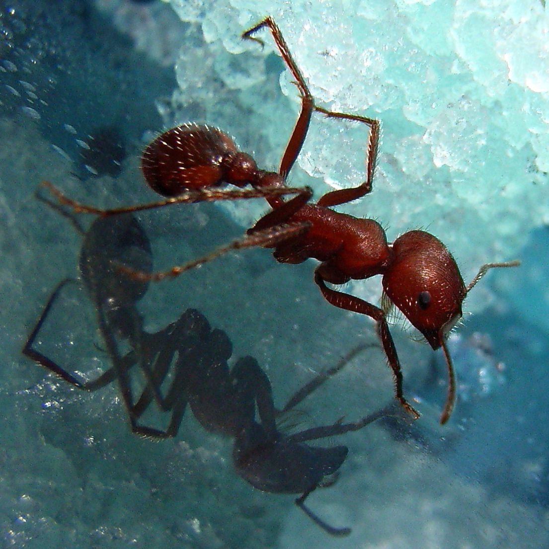 Ant chhenti animal image