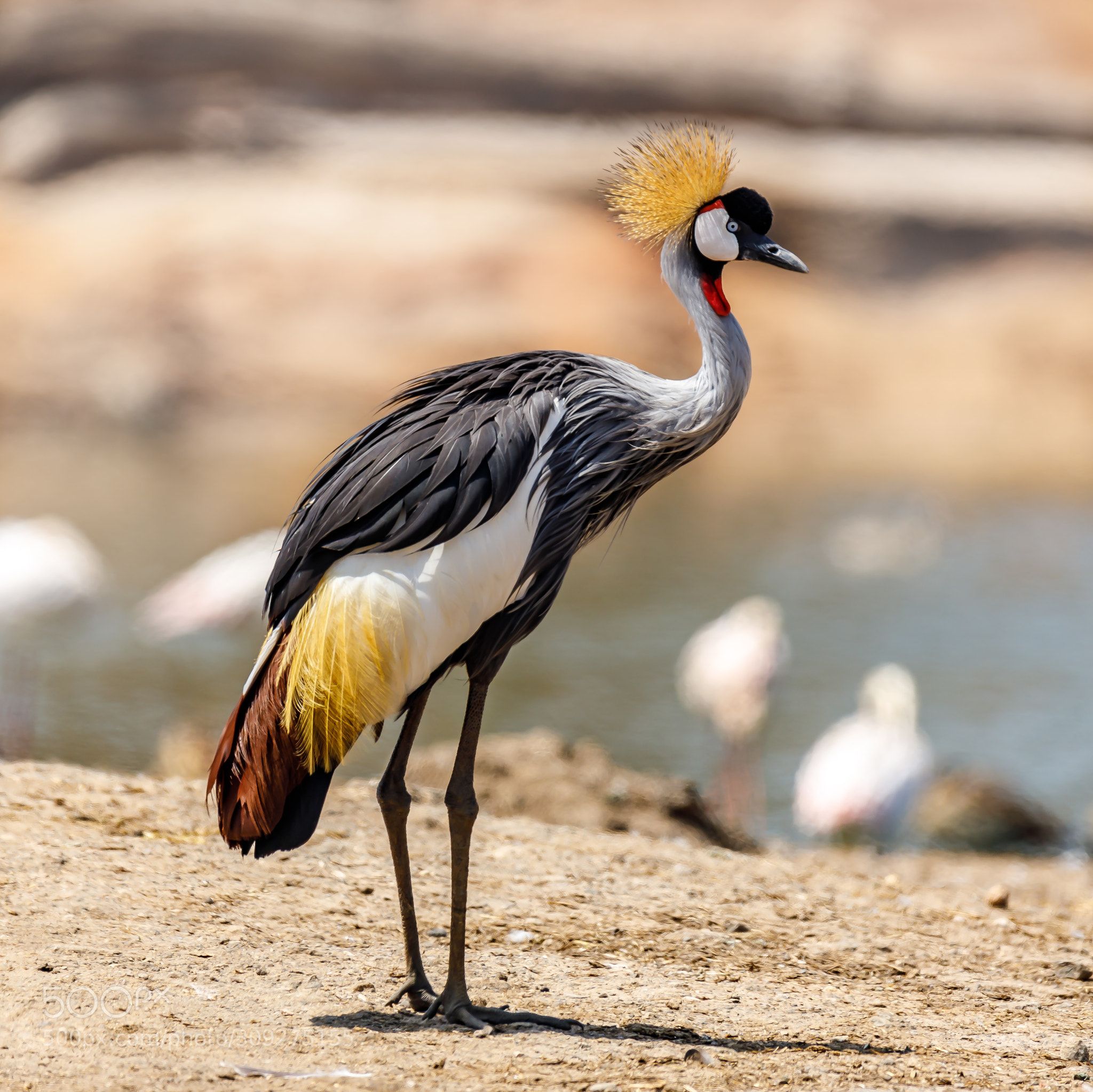 Crane saras animal image