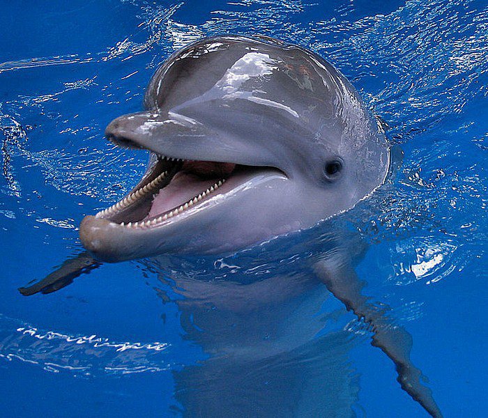 Dolphin animal image