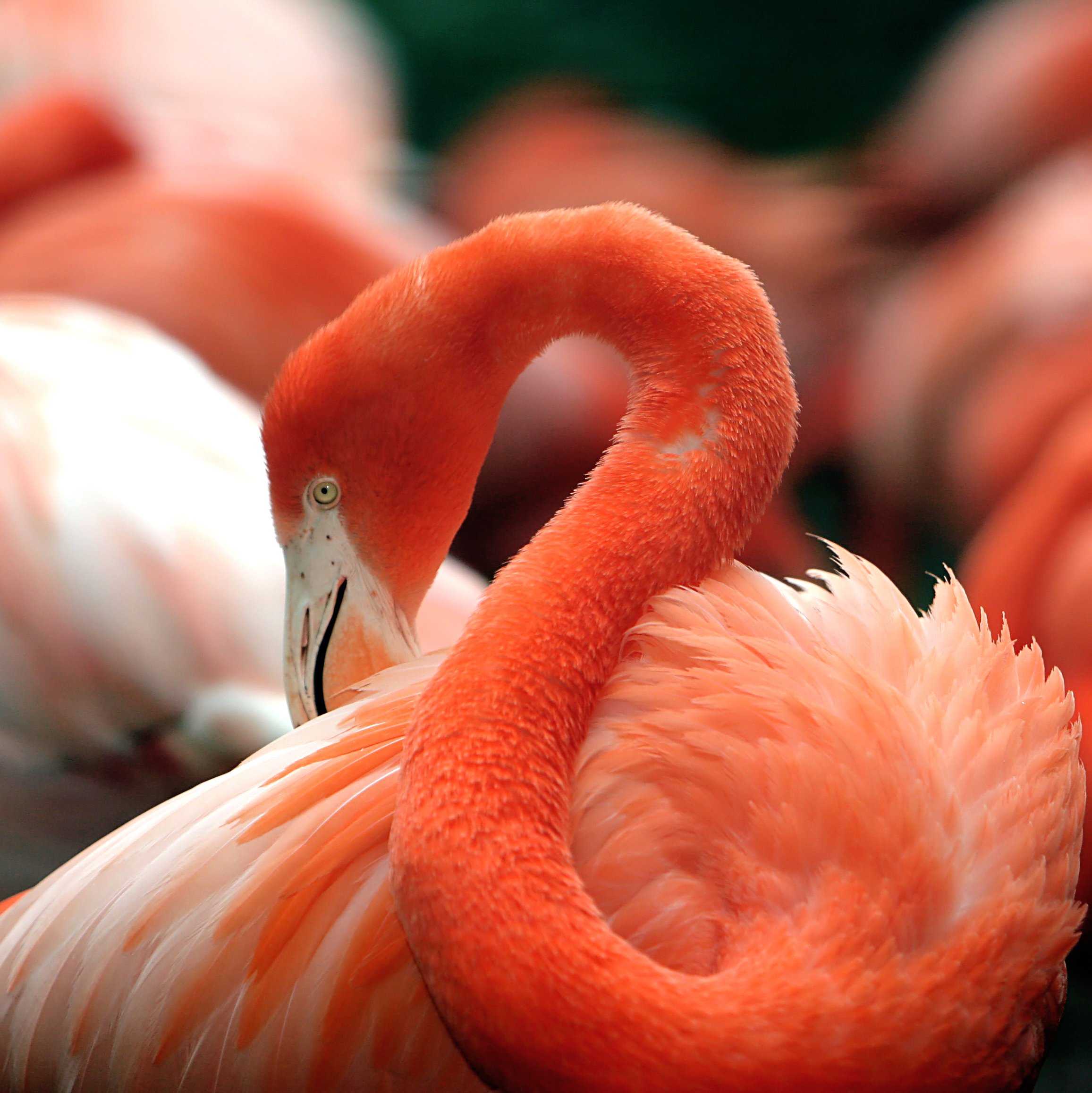 Flamingo rajhans animal image