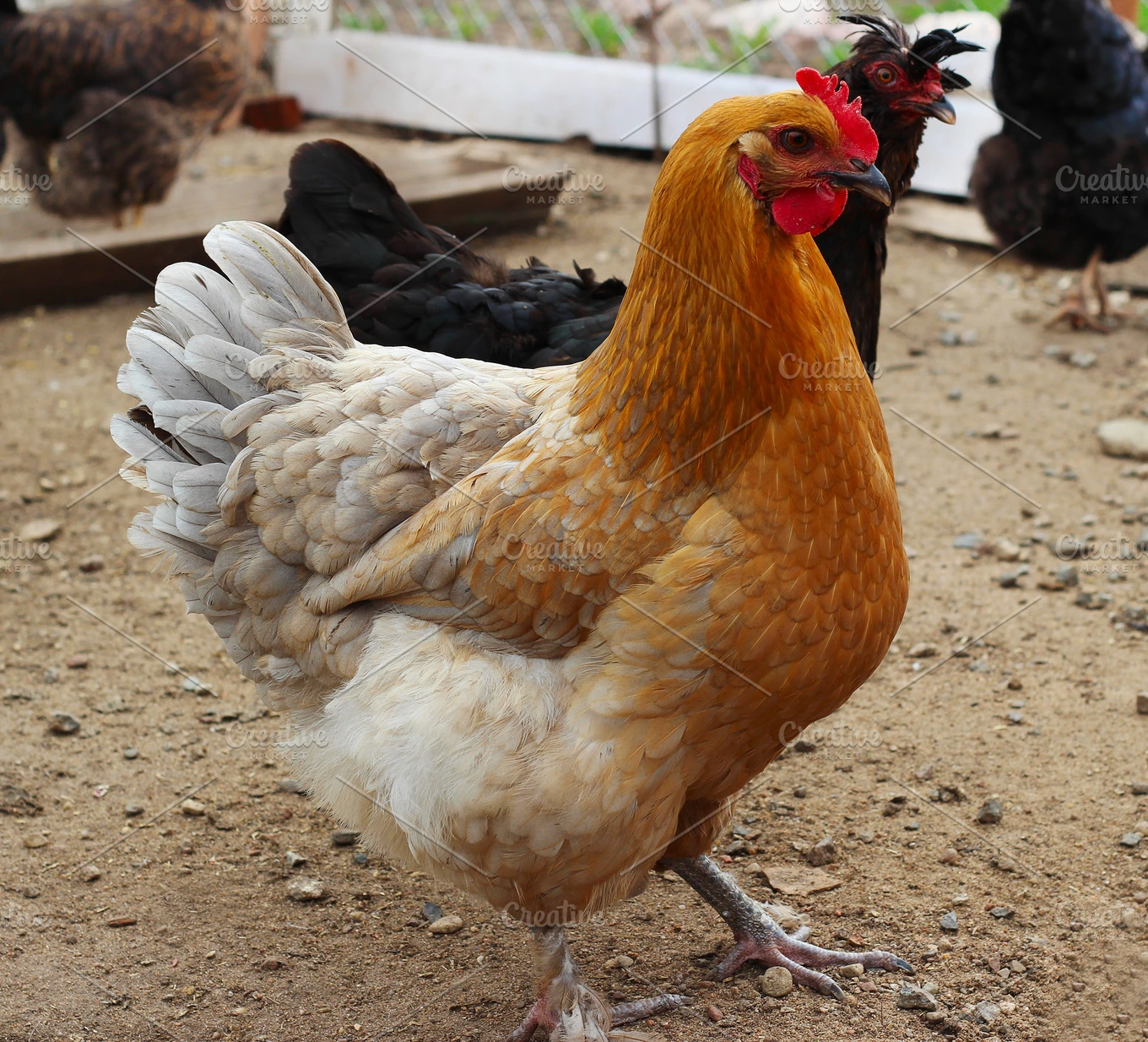 Hen murgi animal image