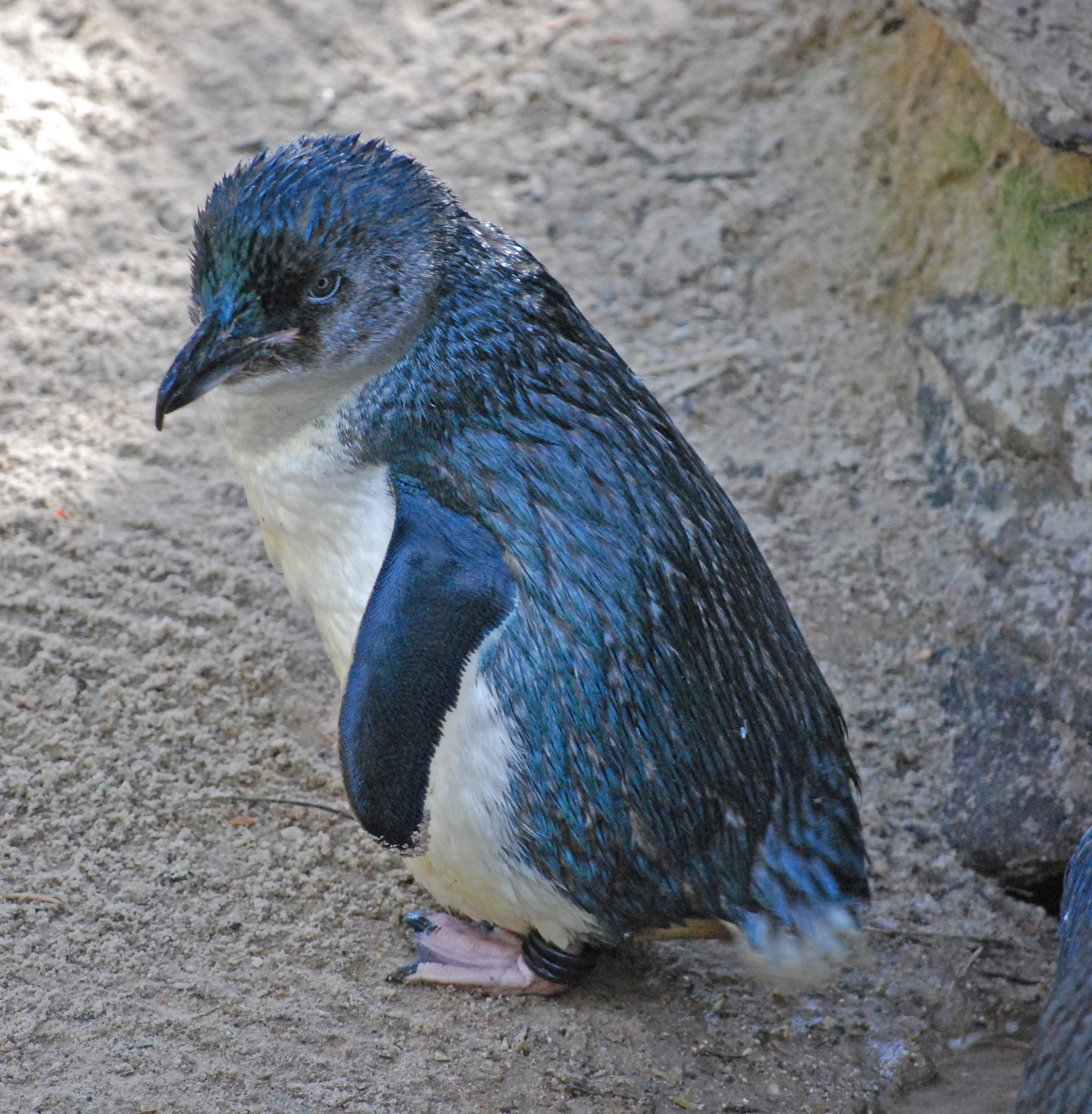 Penguin animal image