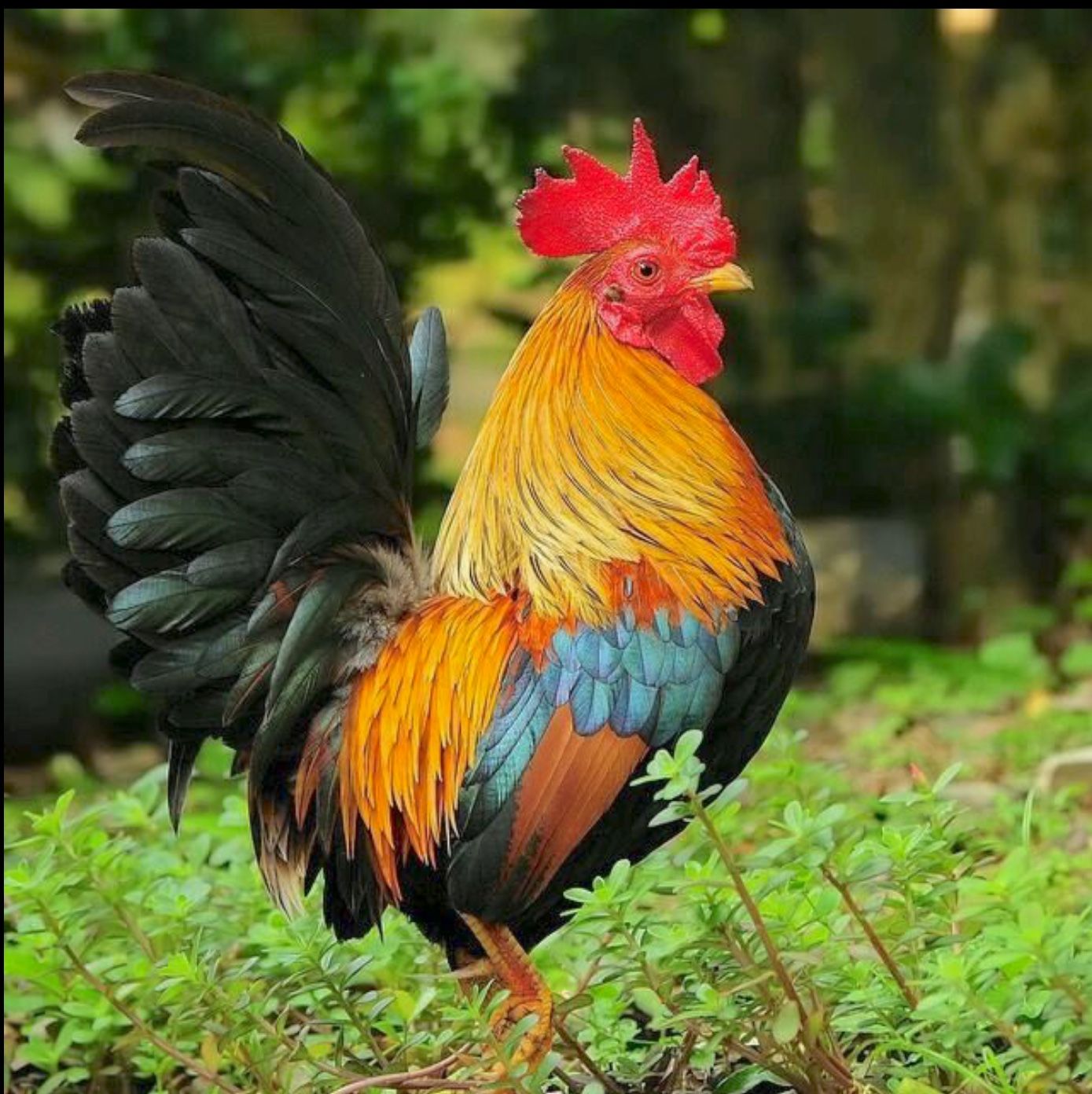 Rooster murga animal image