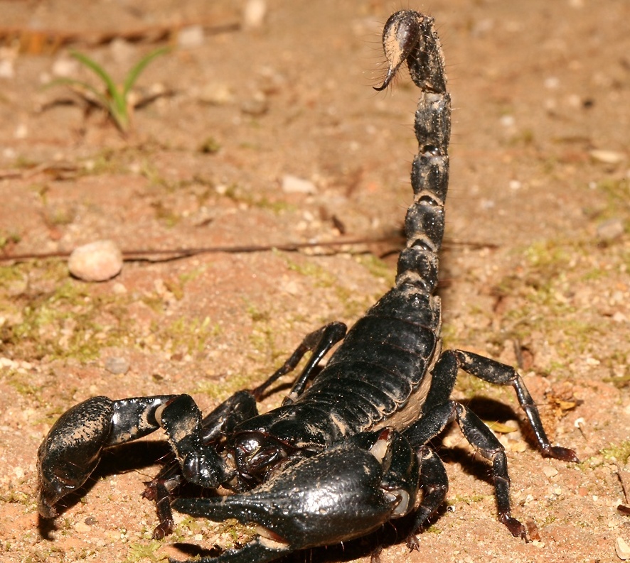 Scorpion bichhoo animal image