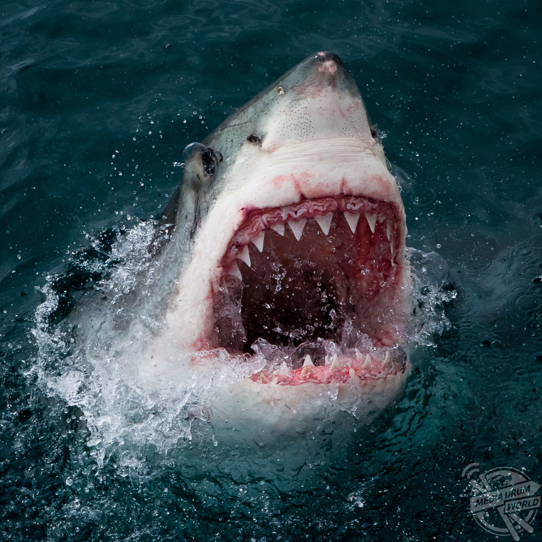 Shark animal image