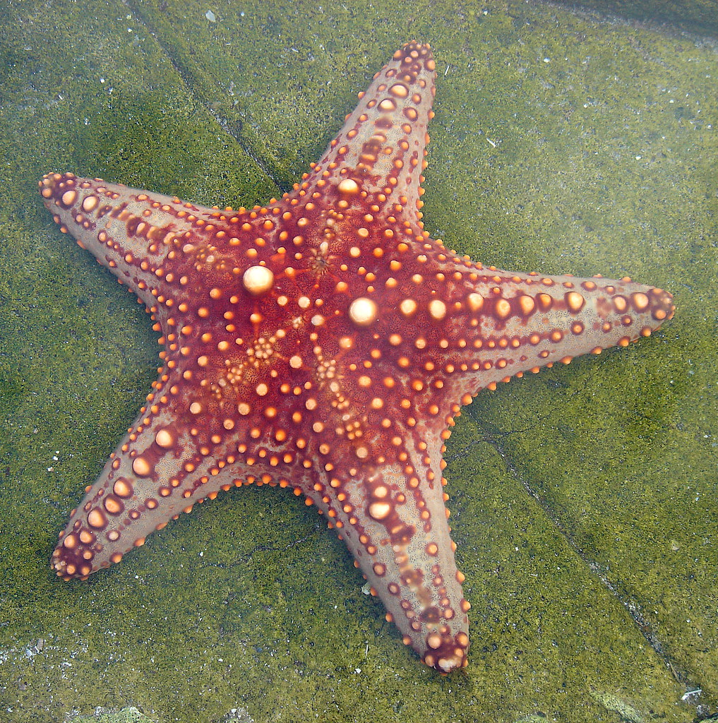 Starfish taramachli animal image