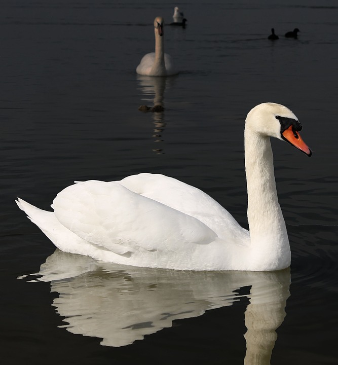 Swan hans animal image