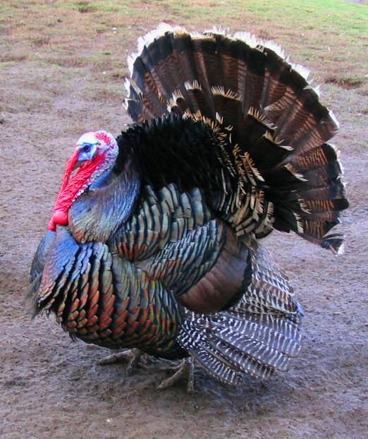 Turkey animal image