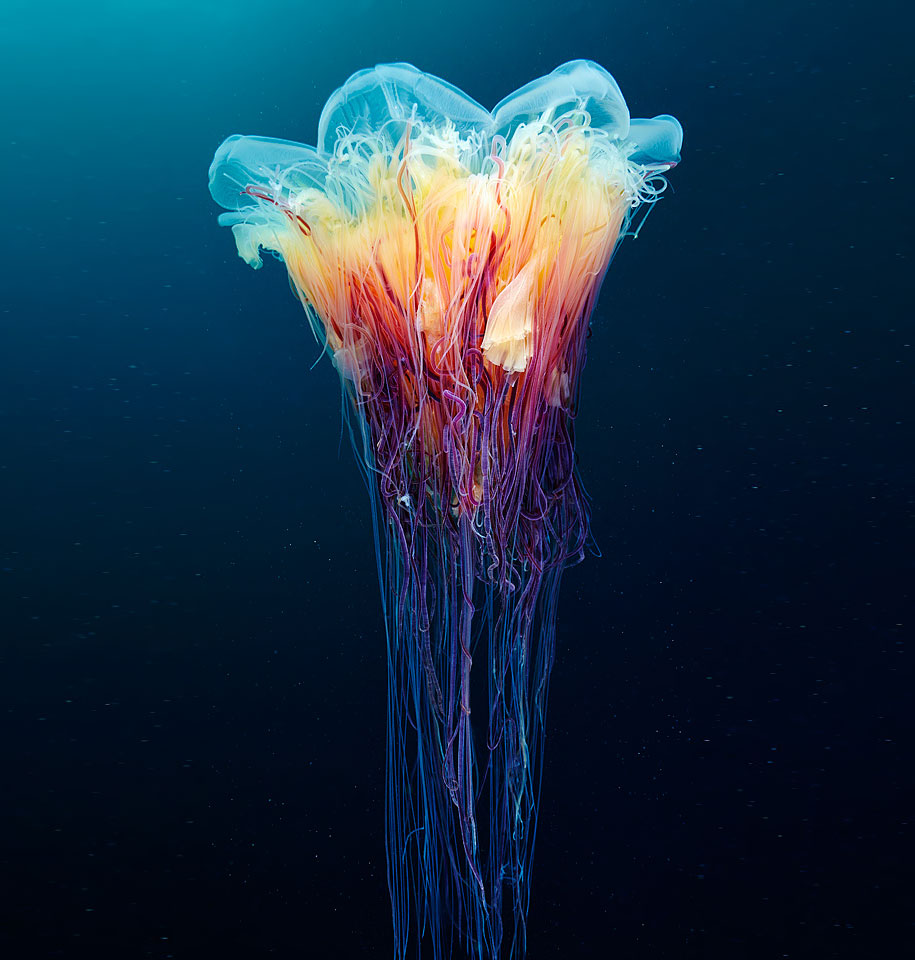 jellyfish animal image