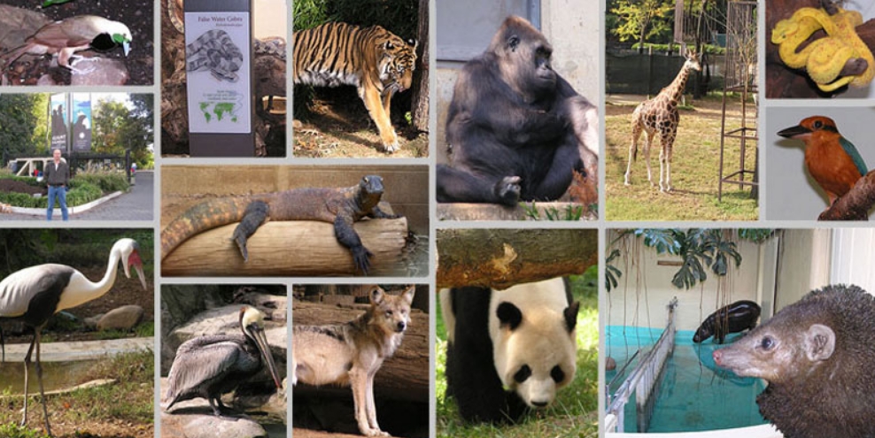 Mammals, Birds, and Reptiles to Explore