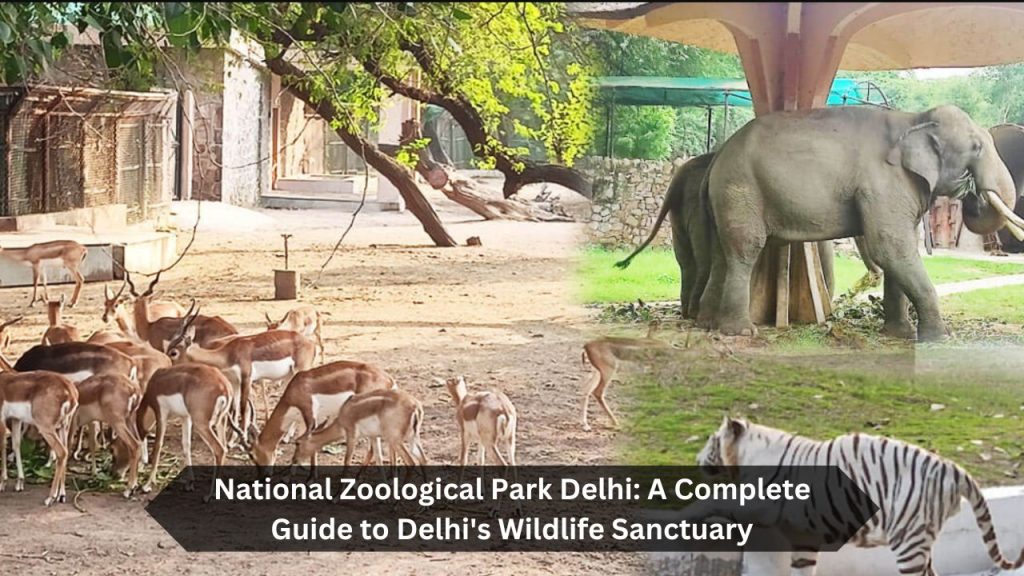 National-Zoological-Park-Delhi-A-Complete-Guide-to-Delhis-Wildlife-Sanctuary