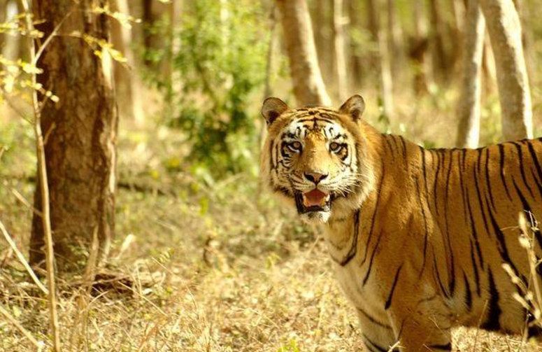 Lion and Tiger Safari