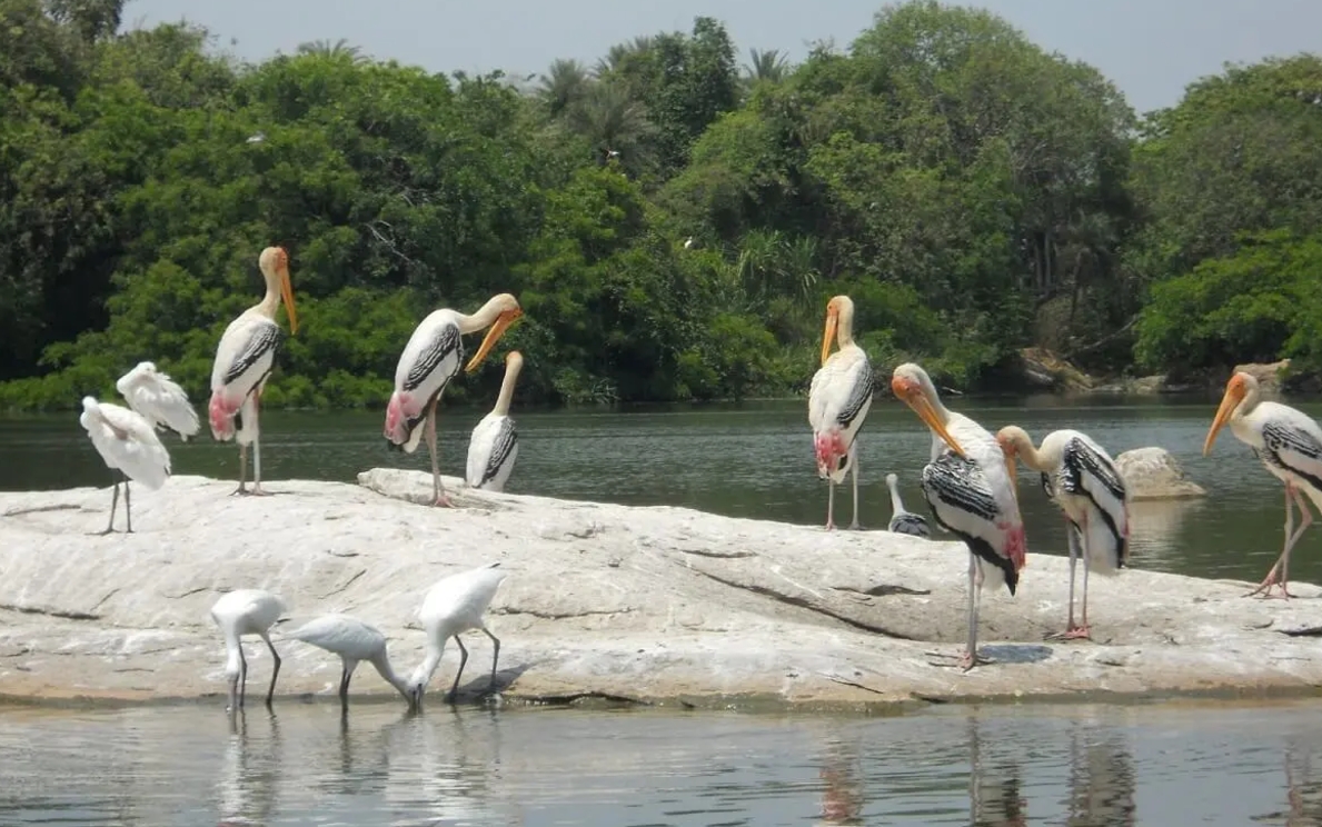 Mandagadde Bird Sanctuary